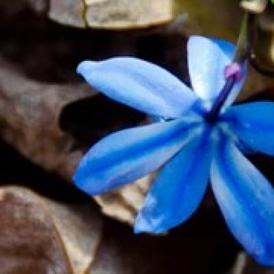 Blue Flower3